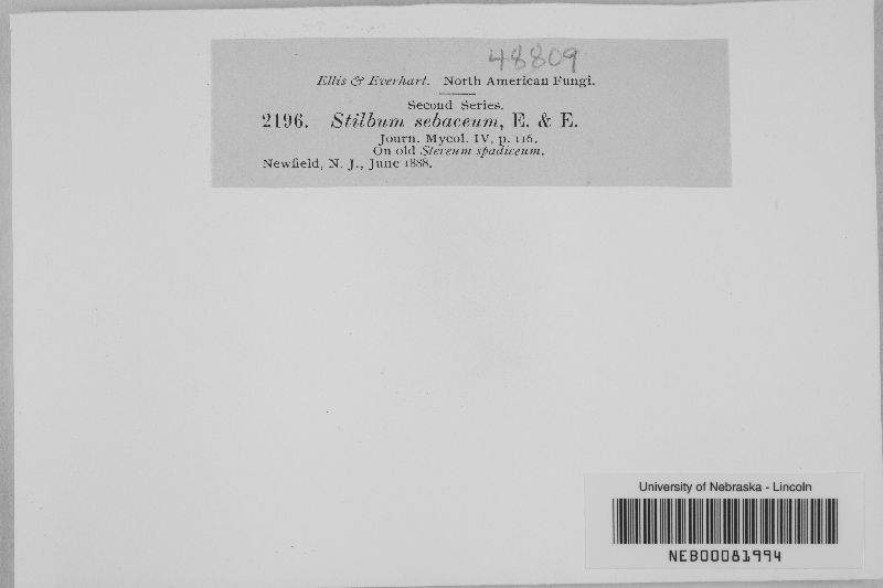 Stilbum image