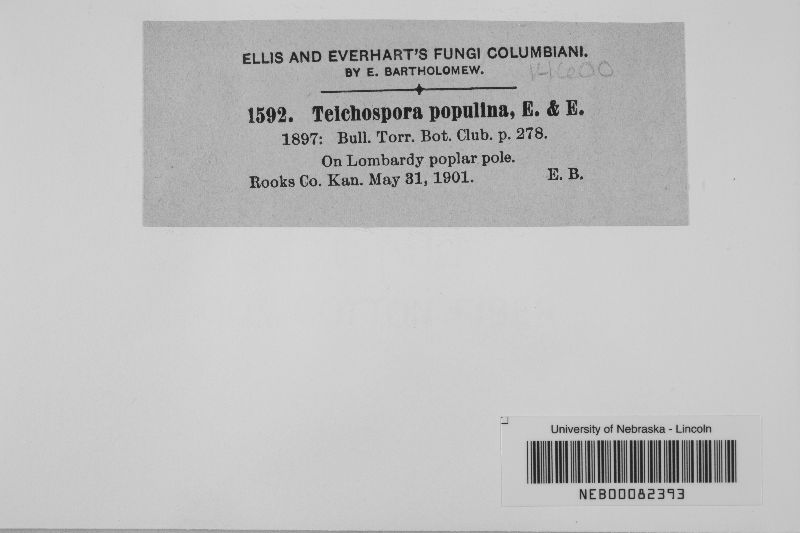 Teichospora populina image