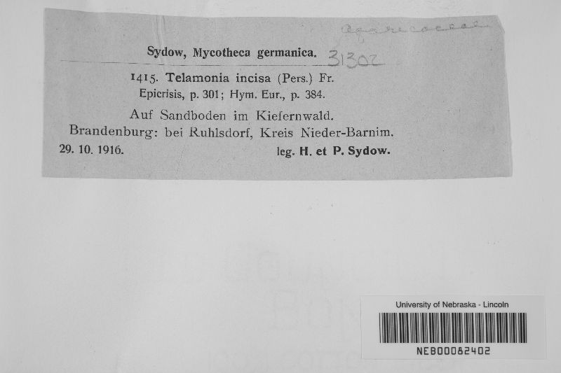 Cortinarius incisus image