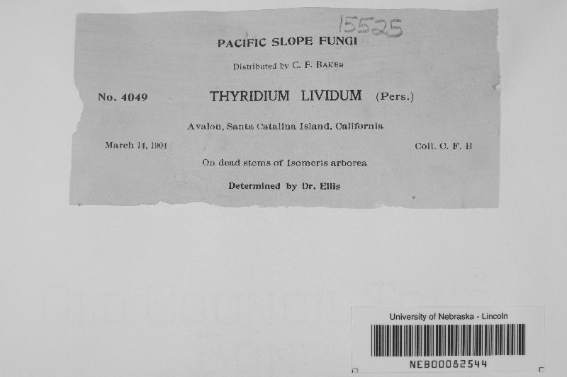 Mycothyridium lividum image