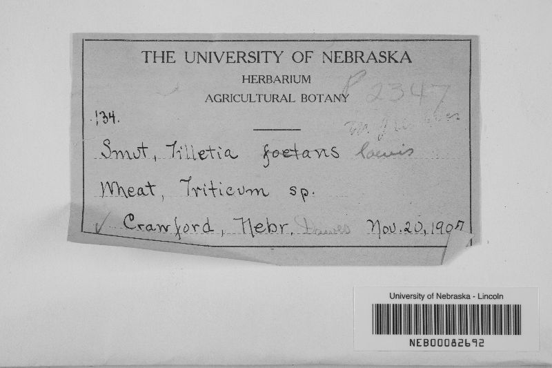 Tilletia laevis image