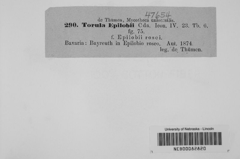 Torula epilobii image