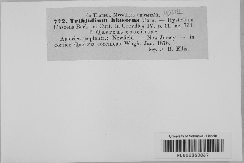 Triblidium hiascens image