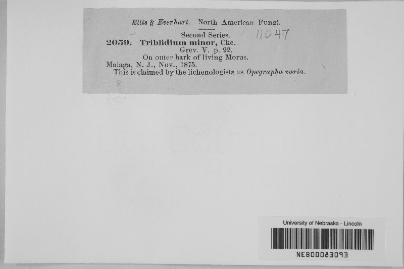Triblidium minor image