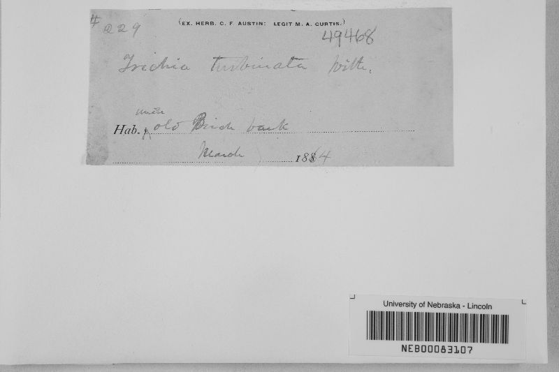 Trichia turbinata image