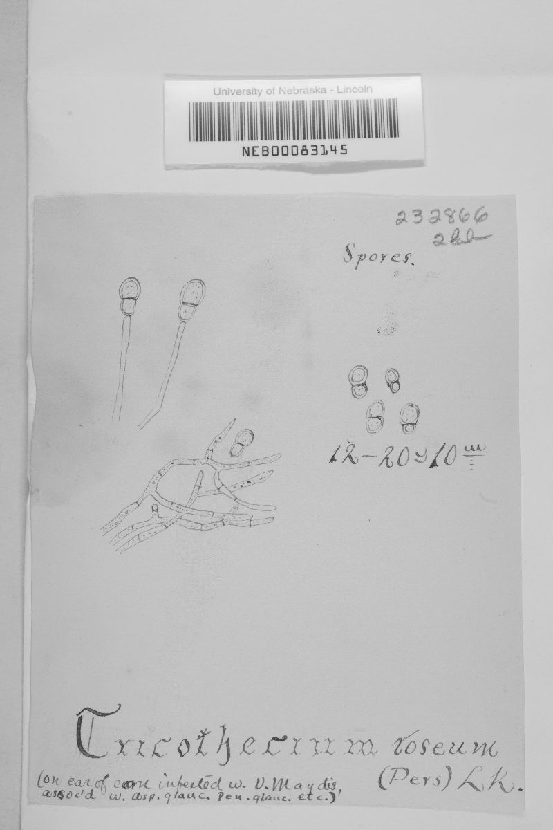 Trichothecium image