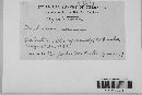 Rugosomyces chrysenteron image