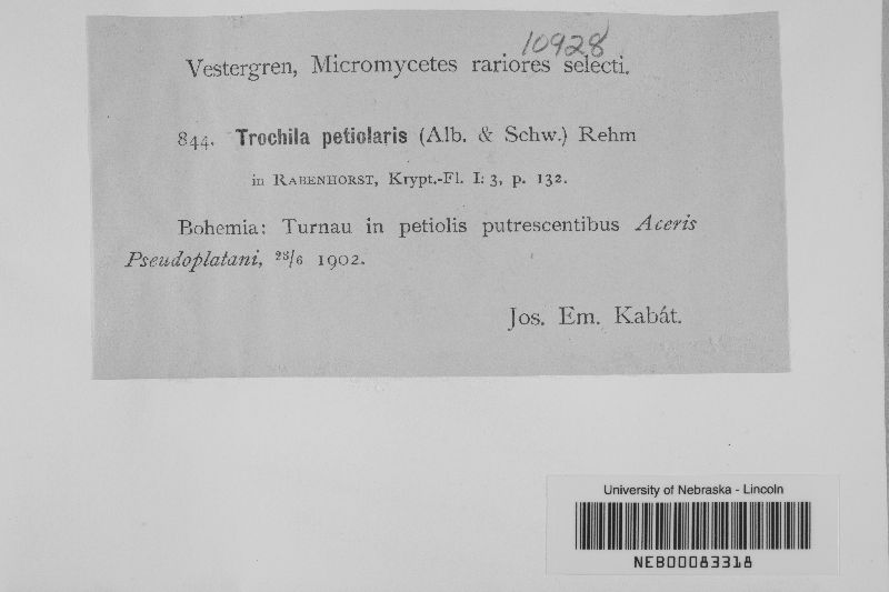 Trochila petiolaris image
