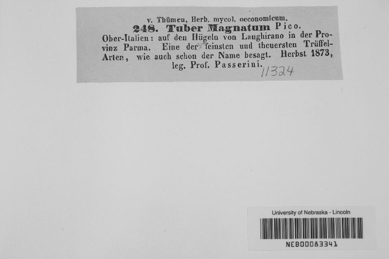 Tuber magnatum image