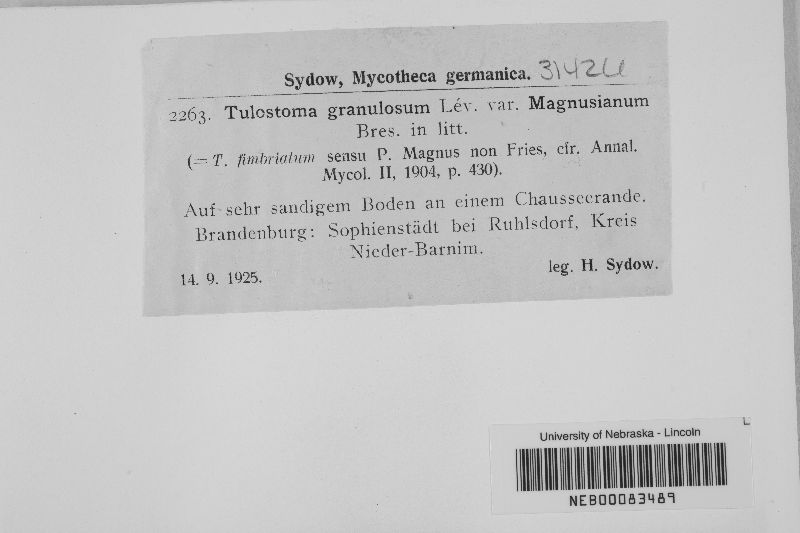 Tulostoma granulosum var. magnusianum image