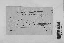 Erysiphe necator image