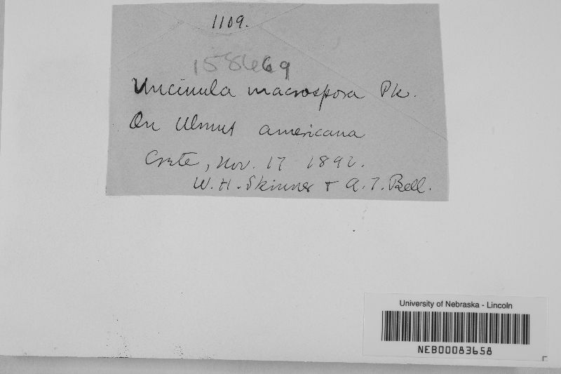 Uncinula macrospora image