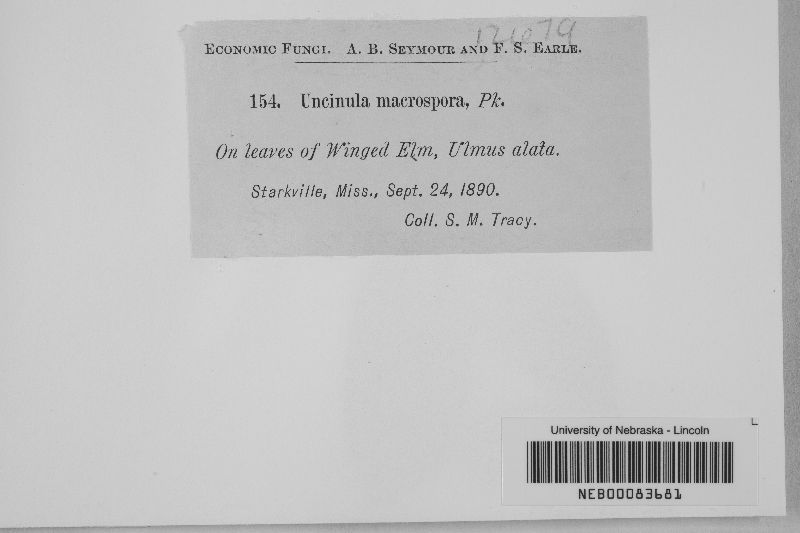 Uncinula macrospora image