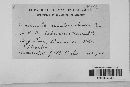 Erysiphe necator image