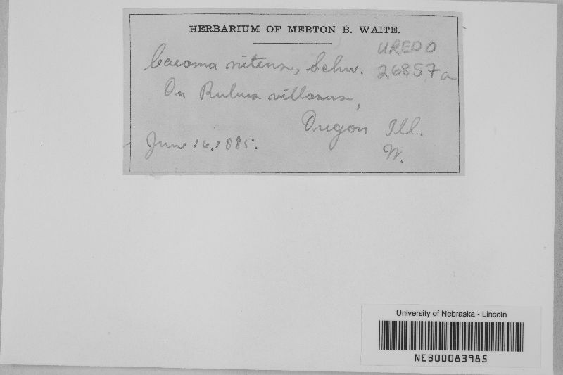Uredo nitens image