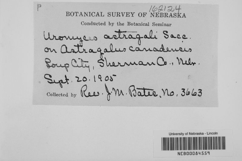 Uromyces pisi-sativi image
