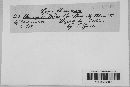 Uromyces viciae-fabae var. viciae-fabae image