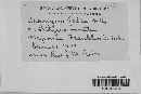 Uromyces viciae-fabae var. viciae-fabae image