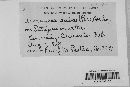 Uromyces viciae-fabae var. viciae-fabae image