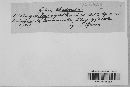 Uromyces geranii image