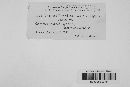 Uromyces glycyrrhizae image
