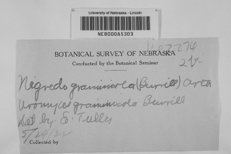 Uromyces graminicola image