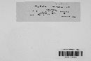 Uromyces howei image
