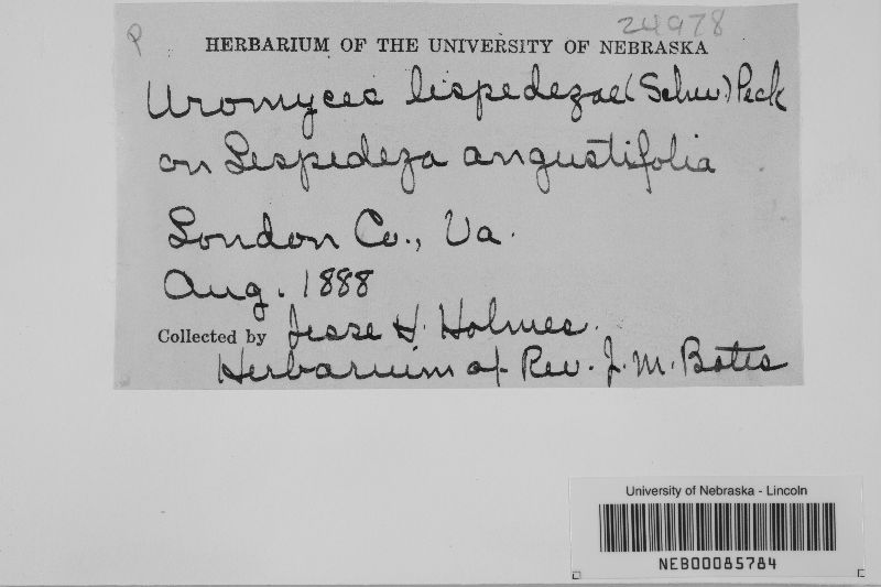 Uromyces lespedezae image