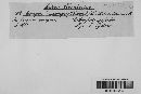Uromyces limonii image