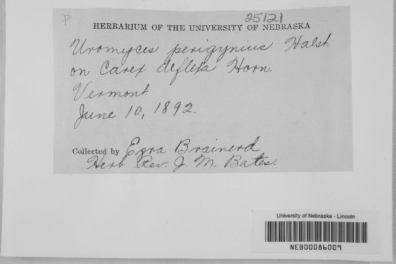 Uromyces perigynius image