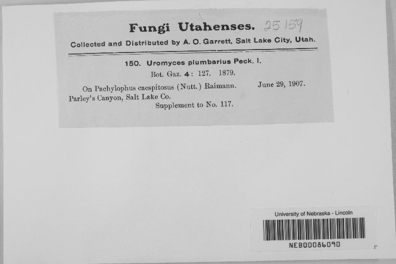 Uromyces plumbarius image