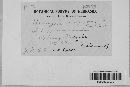 Uromyces polygoni-avicularis image