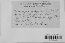 Uromyces polygoni-avicularis image