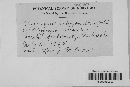 Uromyces polygoni-avicularis image
