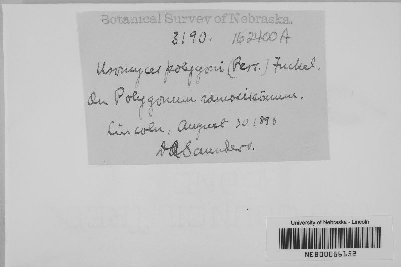 Uromyces polygoni-avicularis image