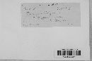 Uromyces polygoni-avicularis image