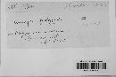 Uromyces polygoni-avicularis image