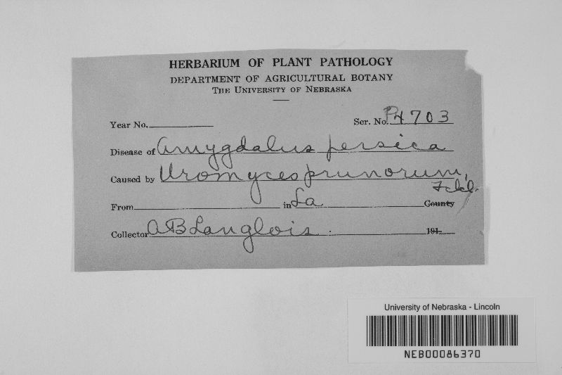 Uromyces prunorum image