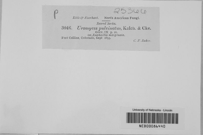 Uromyces pulvinatus image