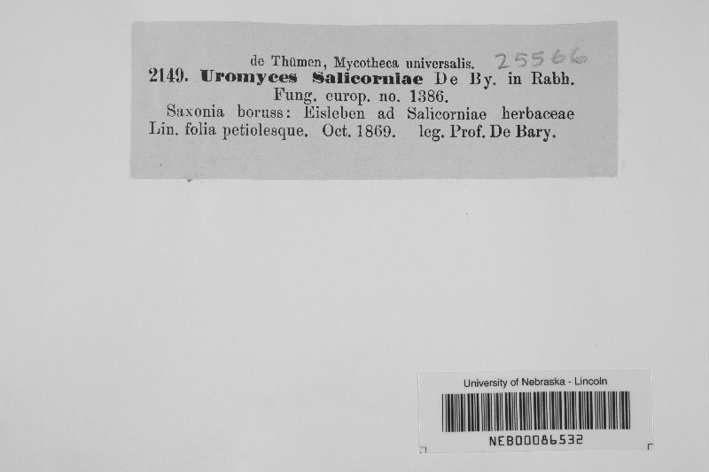 Uromyces salicorniae image