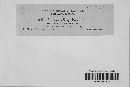 Uromyces lineolatus image
