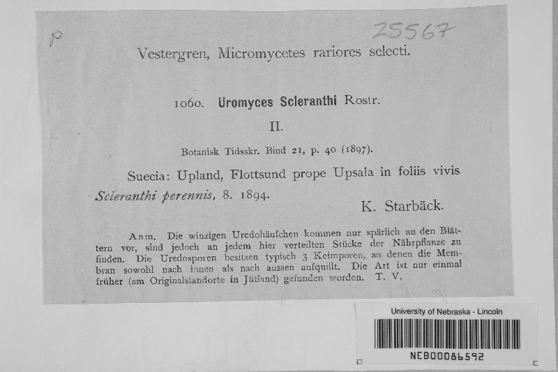 Uromyces scleranthi image