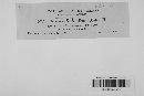 Uromyces silphii image