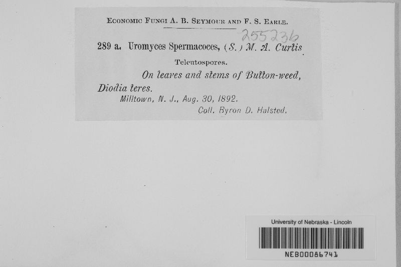 Uromyces spermacoces image
