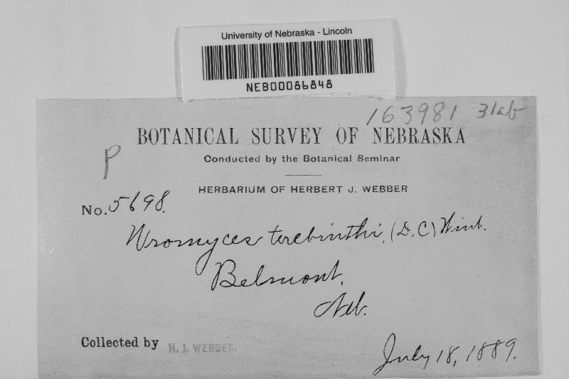 Pileolaria terebinthi image