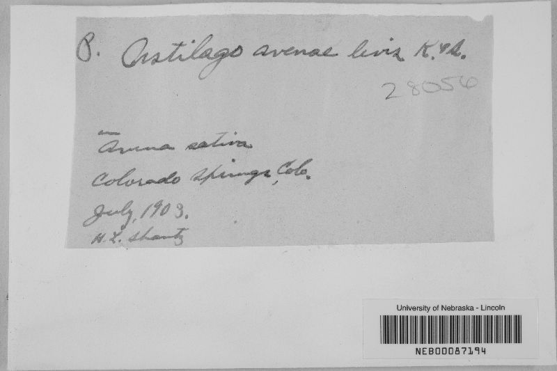 Ustilago avenae image