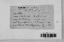 Ustilago avenae image