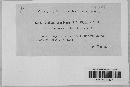 Ustilago bullata image