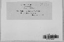 Ustilago filiformis image