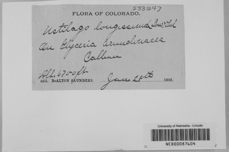 Ustilago filiformis image